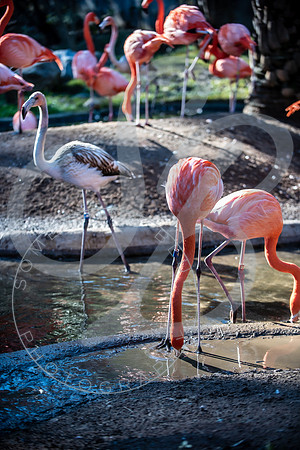 Zoo Trip 2023_122823_2312