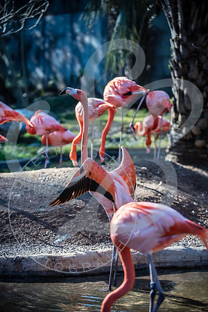 Zoo Trip 2023_122823_2341