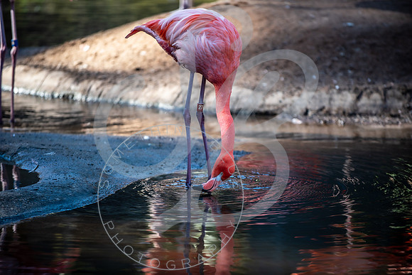 Zoo Trip 2023_122823_2386