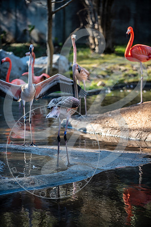 Zoo Trip 2023_122823_2407