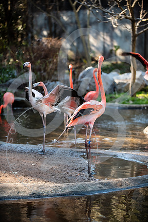 Zoo Trip 2023_122823_2423