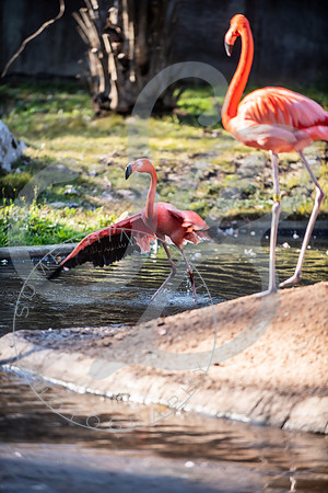 Zoo Trip 2023_122823_2434