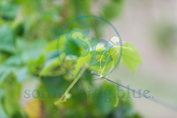 Jennifer & Michael - Wedding - 09142019.0215