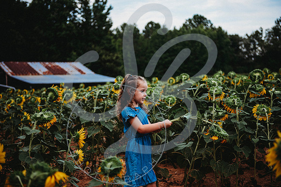 Sunflower Minis - Sherri_071422_0049