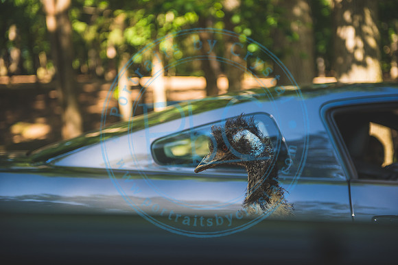 Lazy 5 Ranch_050620_0011