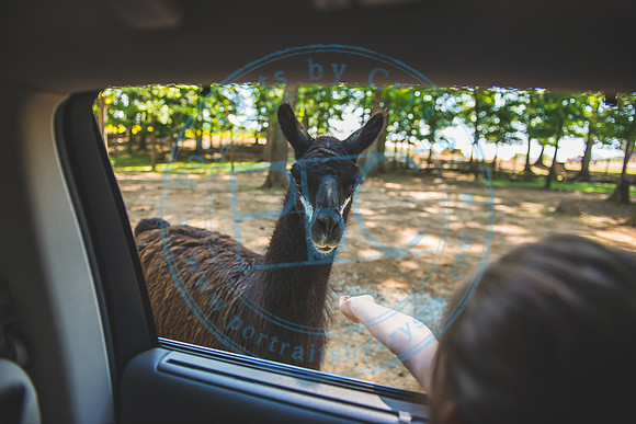 Lazy 5 Ranch_050620_0049