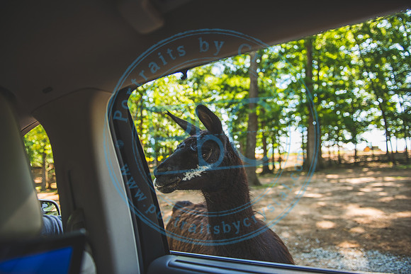 Lazy 5 Ranch_050620_0060