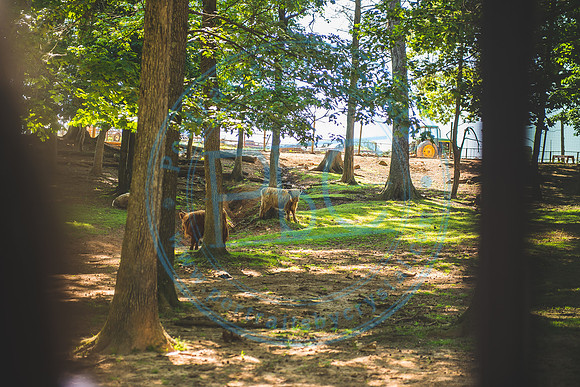 Lazy 5 Ranch_050620_0070