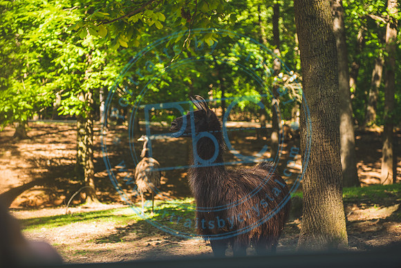 Lazy 5 Ranch_050620_0086