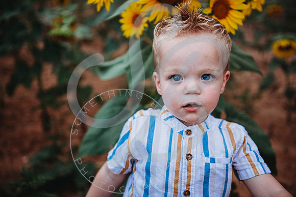 Sunflower Minis - Sherri_071422_0165