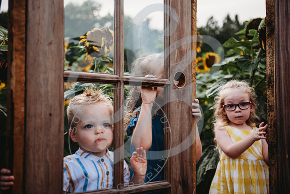Sunflower Minis - Sherri_071422_0214