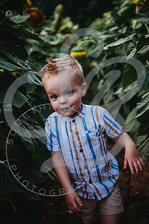 Sunflower Minis - Sherri_071422_0198