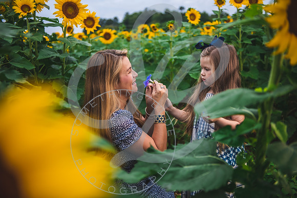 Sunflower Minis - Massie_082021_0090