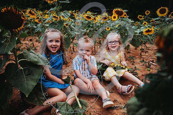 Sunflower Minis - Sherri_071422_0092