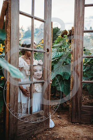 Sunflower Minis - Katelin_071222_0083