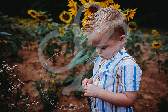 Sunflower Minis - Sherri_071422_0181