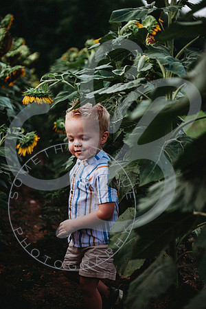Sunflower Minis - Sherri_071422_0196