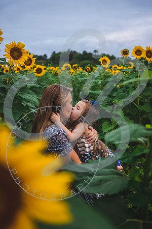 Sunflower Minis - Massie_082021_0101