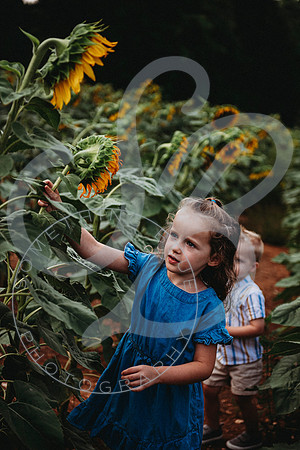 Sunflower Minis - Sherri_071422_0002
