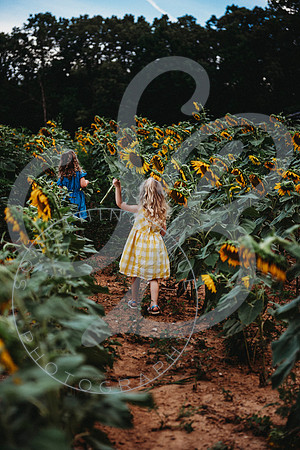 Sunflower Minis - Sherri_071422_0108