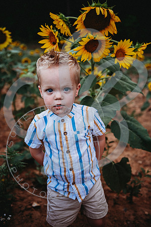 Sunflower Minis - Sherri_071422_0170