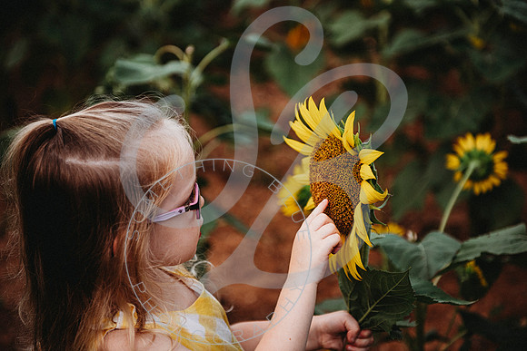 Sunflower Minis - Sherri_071422_0022