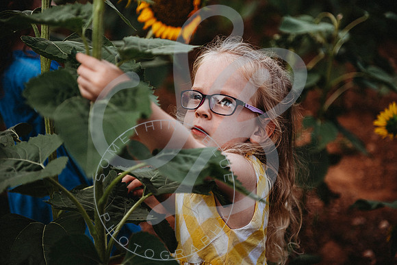 Sunflower Minis - Sherri_071422_0013