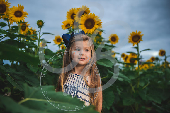 Sunflower Minis - Massie_082021_0008