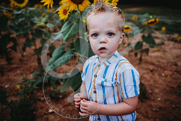 Sunflower Minis - Sherri_071422_0179