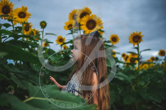 Sunflower Minis - Massie_082021_0005